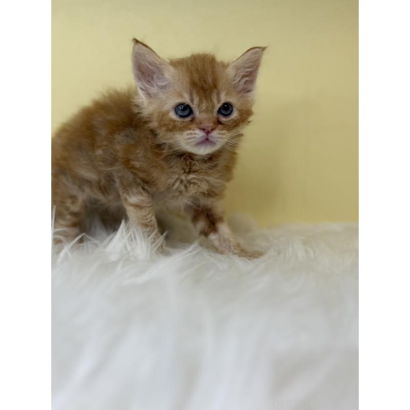 販売中の埼玉県のセルカークレックス-138228の4枚目