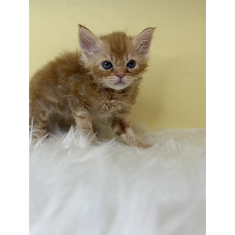 販売中の埼玉県のセルカークレックス-138228の3枚目