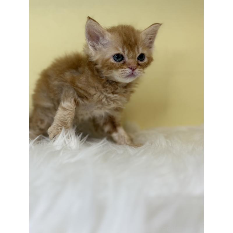 販売中の埼玉県のセルカークレックス-138228の2枚目