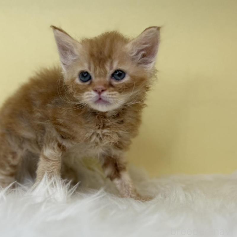 販売中の埼玉県のセルカークレックス-138228の1枚目