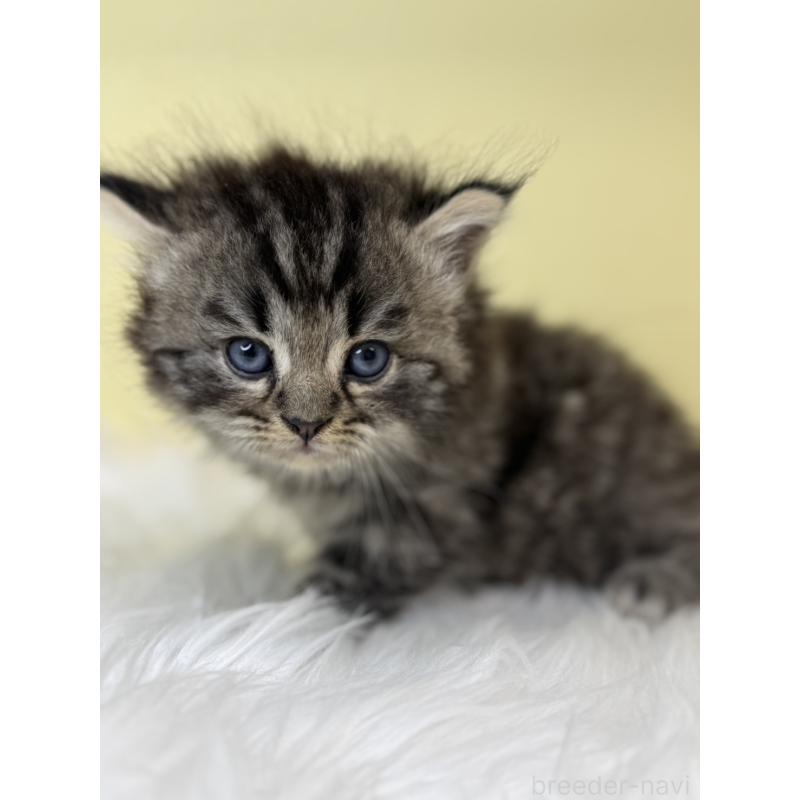 販売中の埼玉県のサイベリアン-138229の4枚目