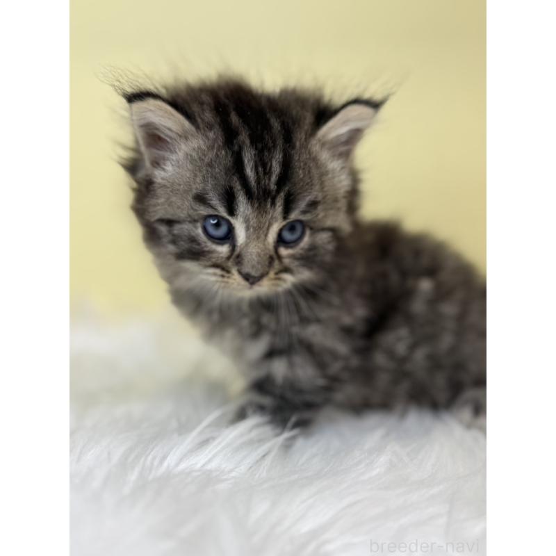 販売中の埼玉県のサイベリアン-138229の3枚目