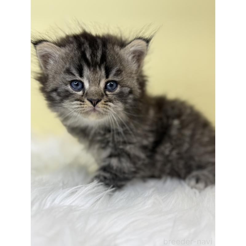 販売中の埼玉県のサイベリアン-138229の2枚目