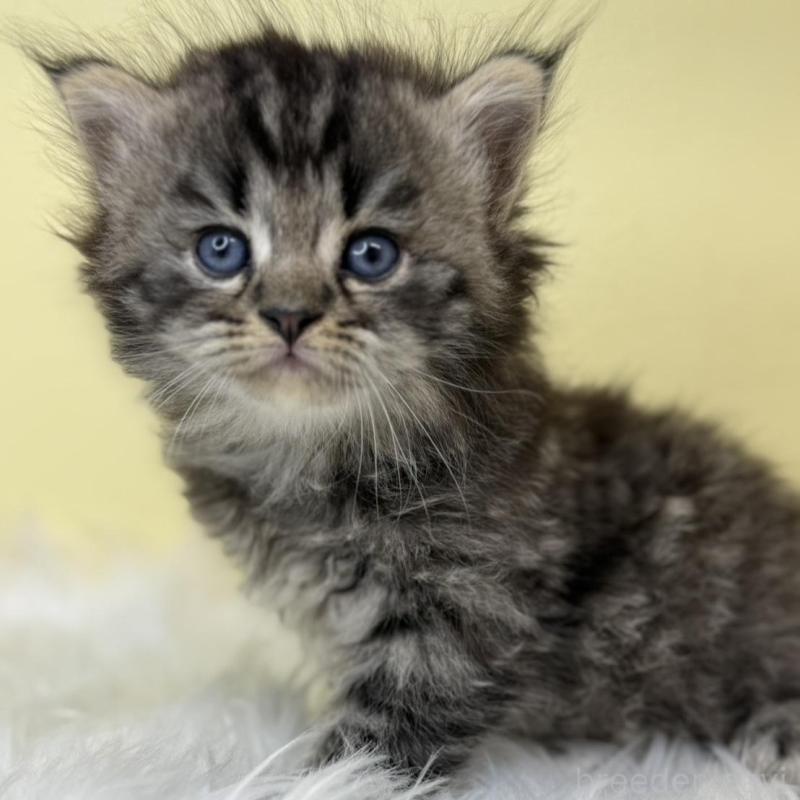 販売中の埼玉県のサイベリアン-138229の1枚目