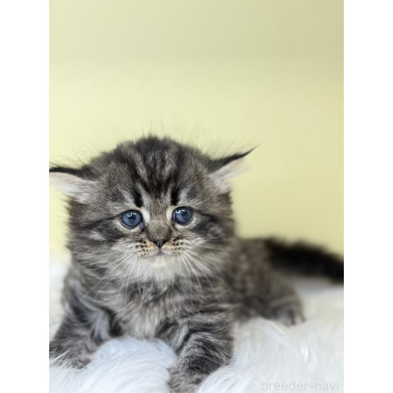 販売中の埼玉県のサイベリアン-138230の4枚目