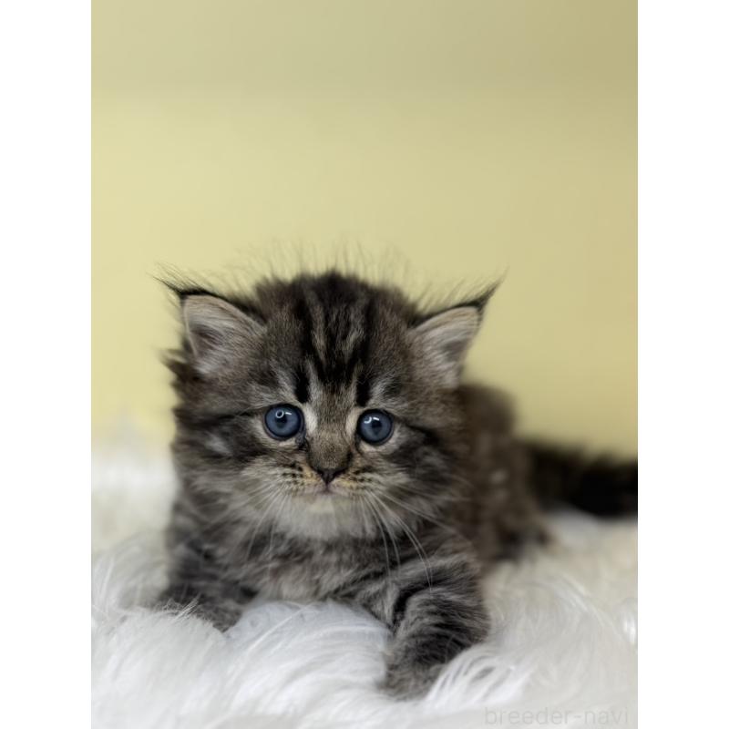 販売中の埼玉県のサイベリアン-138230の3枚目