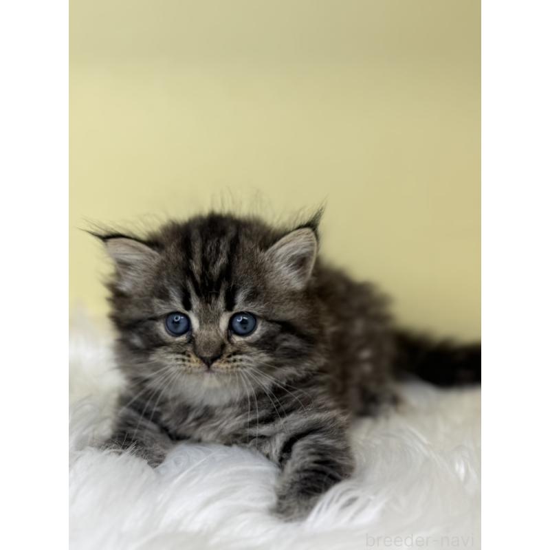 販売中の埼玉県のサイベリアン-138230の2枚目