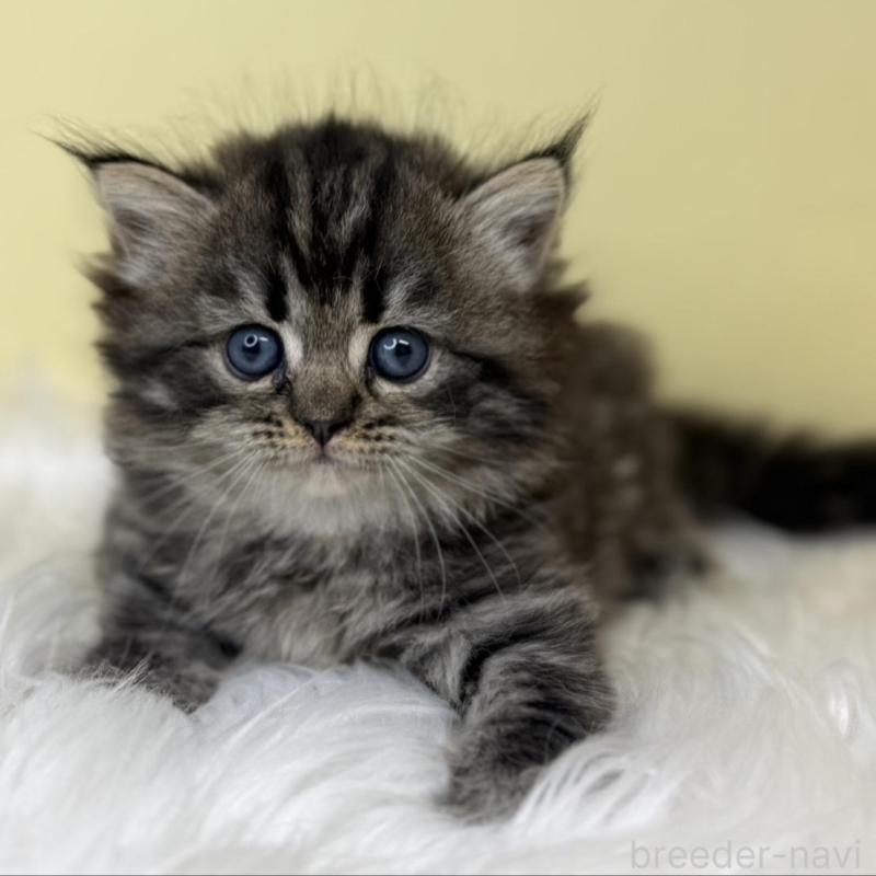 販売中の埼玉県のサイベリアン-138230の1枚目