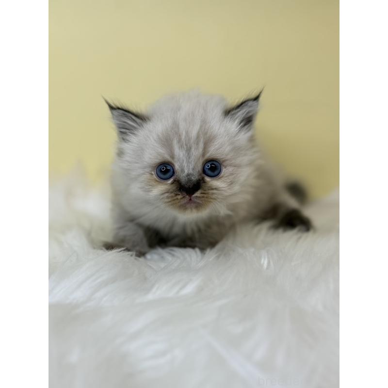 販売中の埼玉県のネヴァマスカレード-138231の4枚目