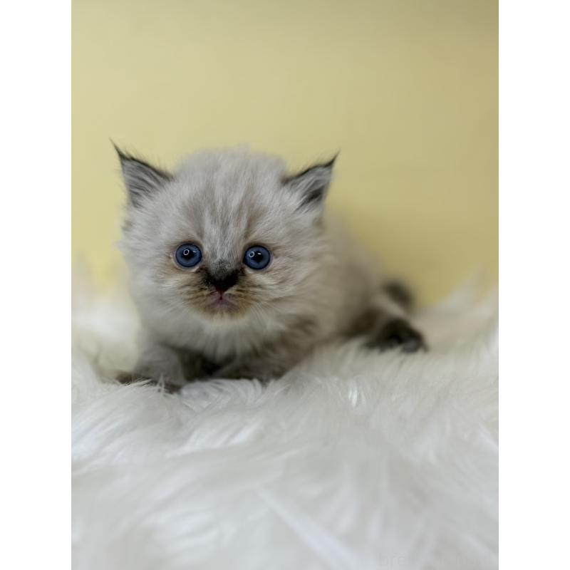 販売中の埼玉県のネヴァマスカレード-138231の3枚目