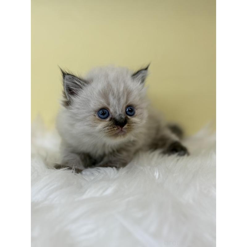 販売中の埼玉県のネヴァマスカレード-138231の2枚目