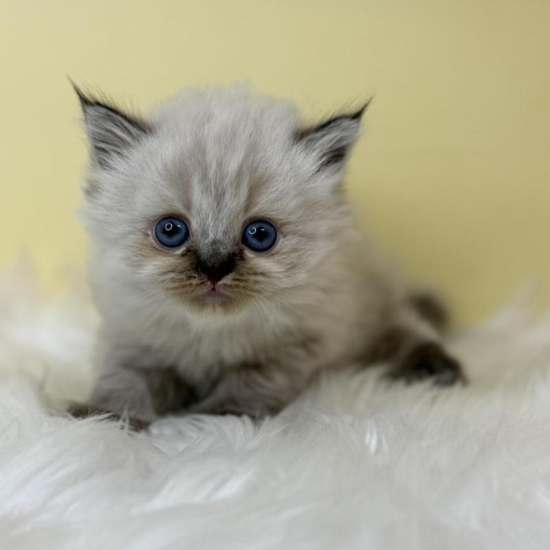 販売中の埼玉県のネヴァマスカレード-138231の1枚目