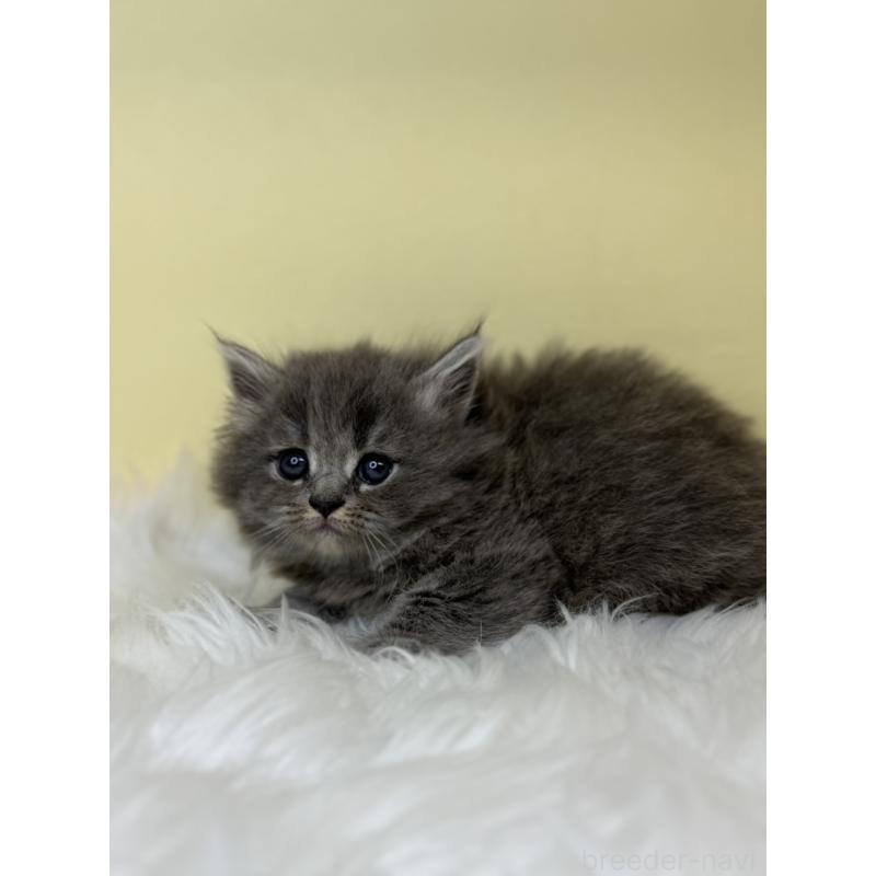 販売中の埼玉県のサイベリアン-138232の4枚目