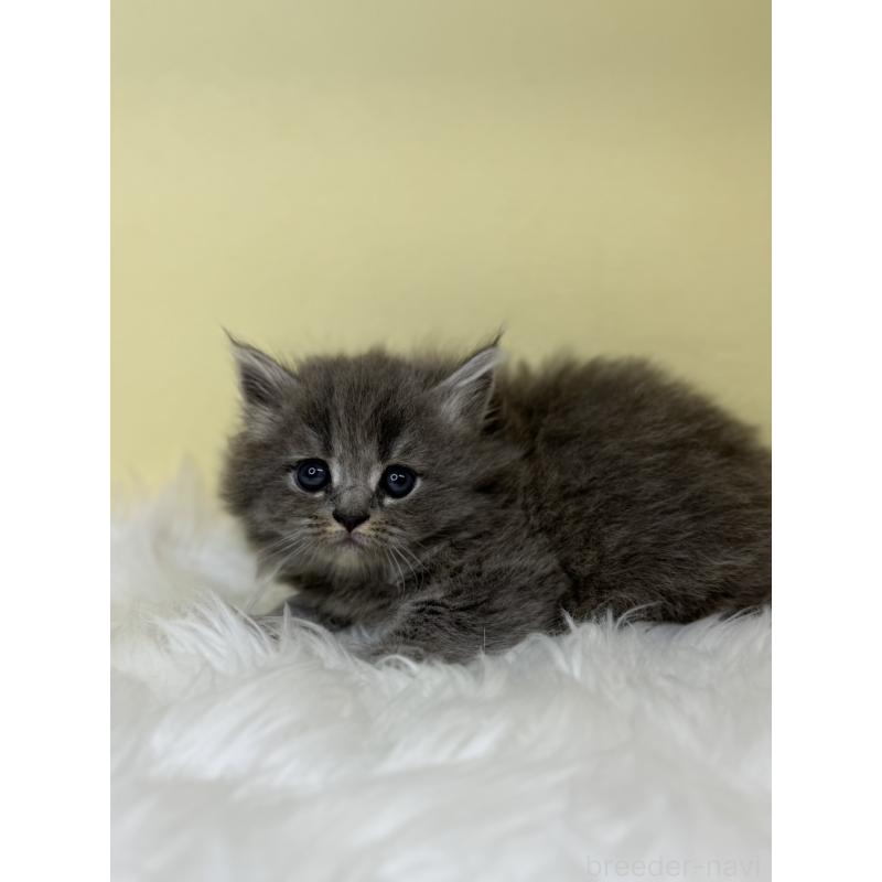 販売中の埼玉県のサイベリアン-138232の3枚目