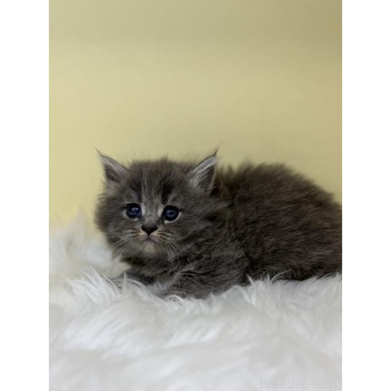 販売中の埼玉県のサイベリアン-138232の2枚目