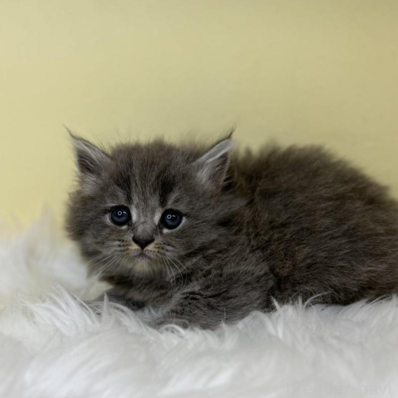 販売中の埼玉県のサイベリアン-138232の1枚目