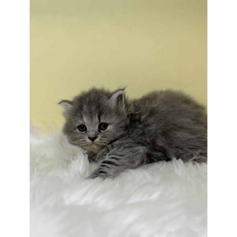 販売中の埼玉県のサイベリアン-138233の4枚目