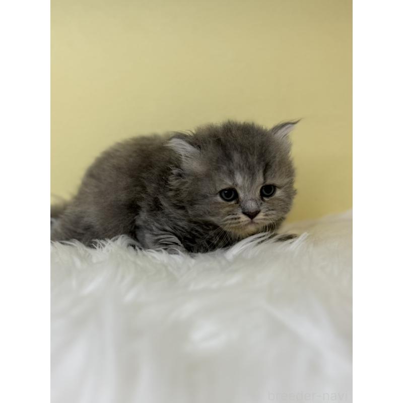 販売中の埼玉県のサイベリアン-138233の3枚目