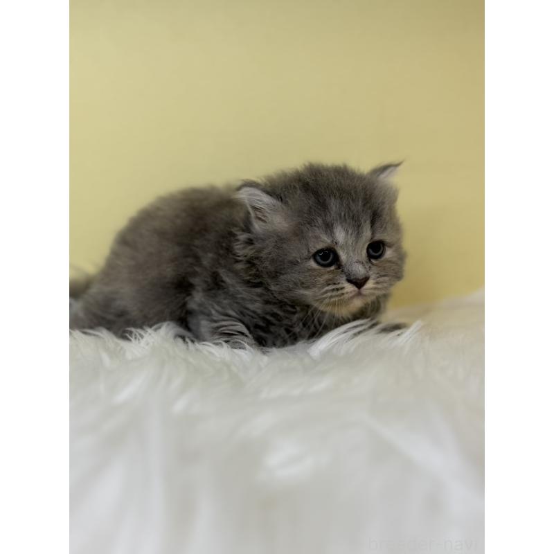 販売中の埼玉県のサイベリアン-138233の2枚目