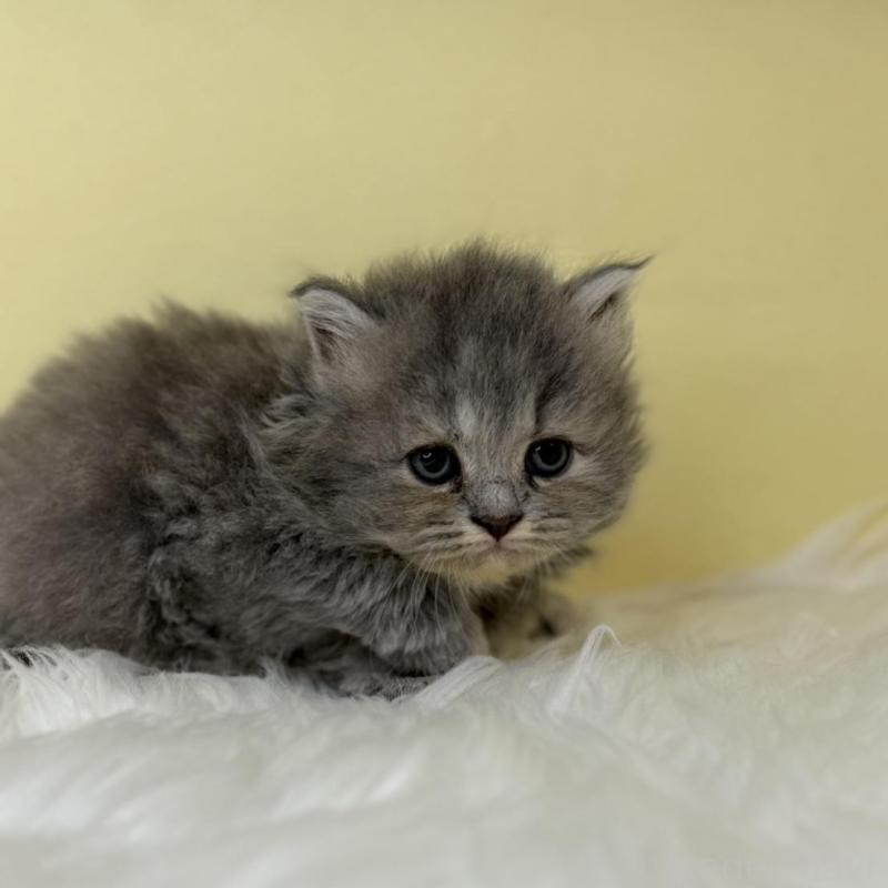 販売中の埼玉県のサイベリアン-138233