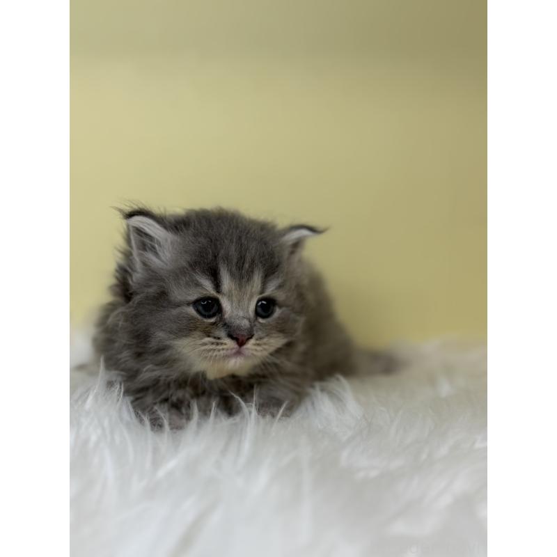 販売中の埼玉県のサイベリアン-138234の3枚目