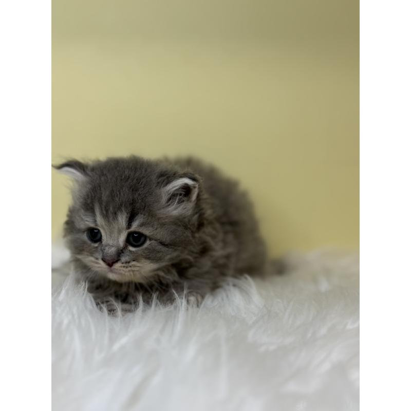 販売中の埼玉県のサイベリアン-138234の2枚目