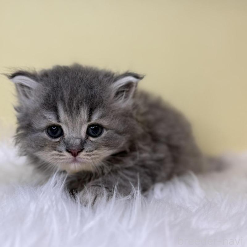 販売中の埼玉県のサイベリアン-138234