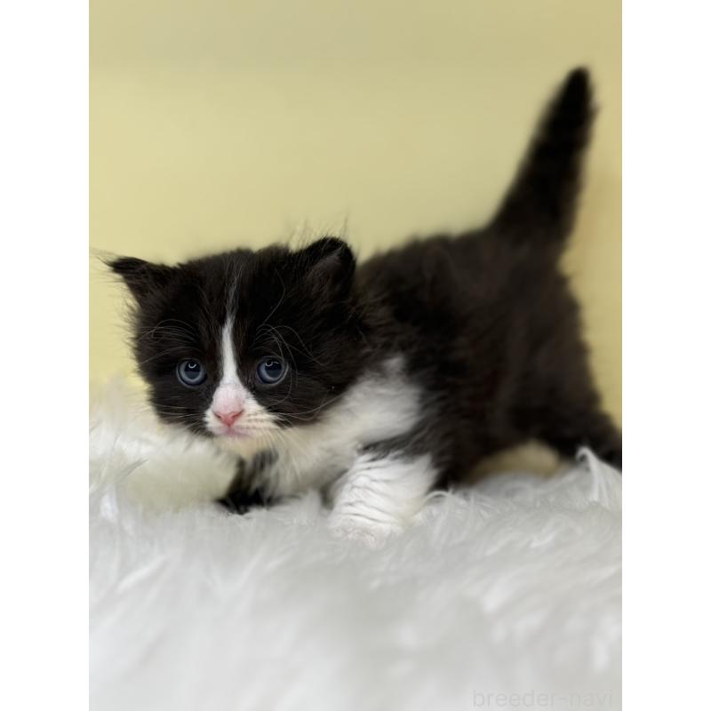 販売中の埼玉県のサイベリアン-138235の3枚目