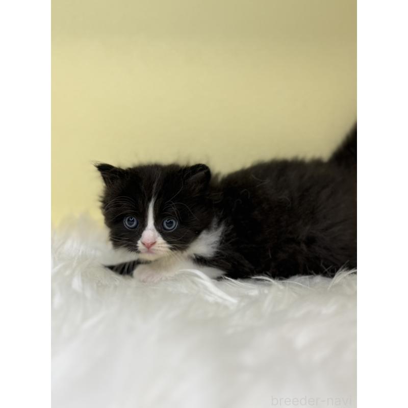 販売中の埼玉県のサイベリアン-138235の2枚目