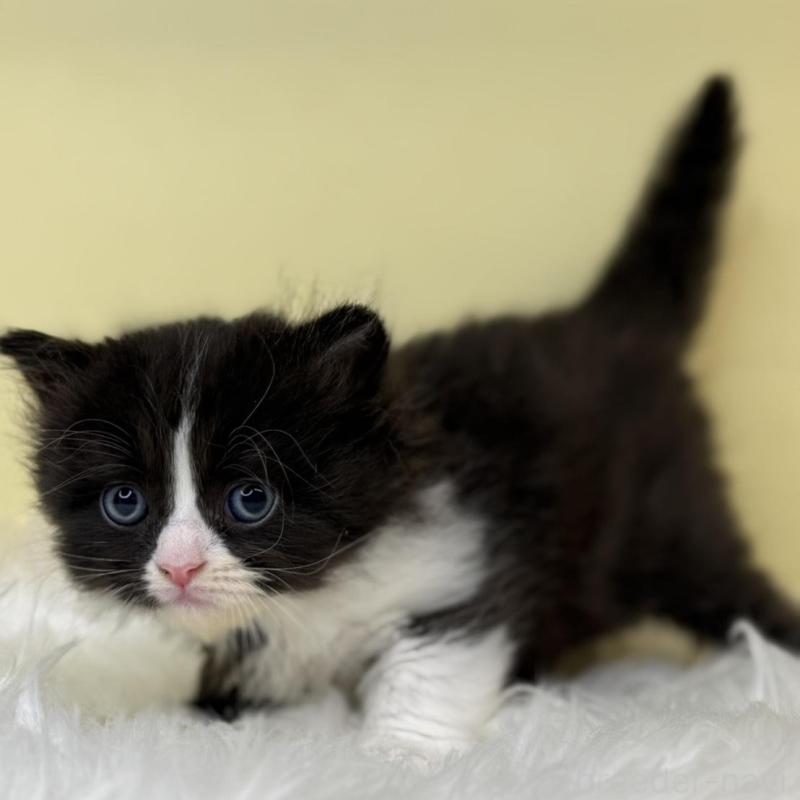 販売中の埼玉県のサイベリアン-138235