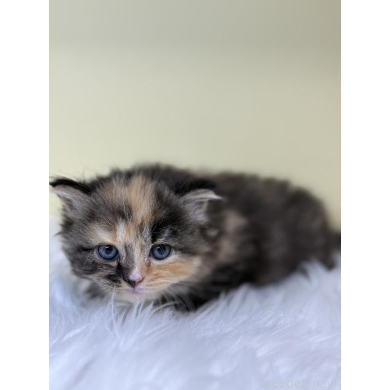 販売中の埼玉県のサイベリアン-138236の4枚目