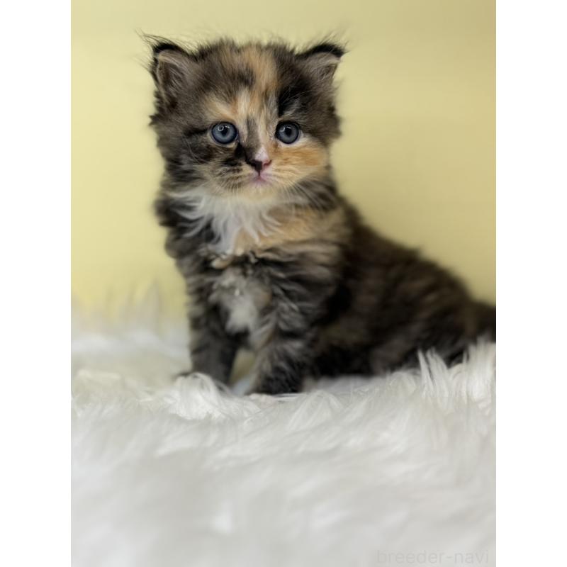 販売中の埼玉県のサイベリアン-138236の2枚目