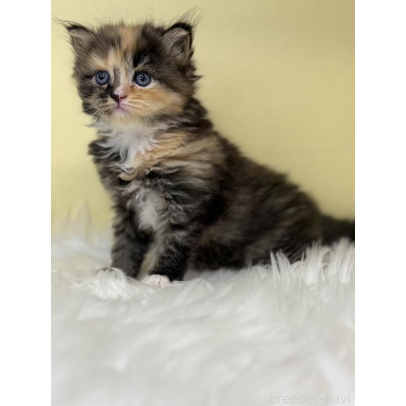 販売中の埼玉県のサイベリアン-138236の3枚目