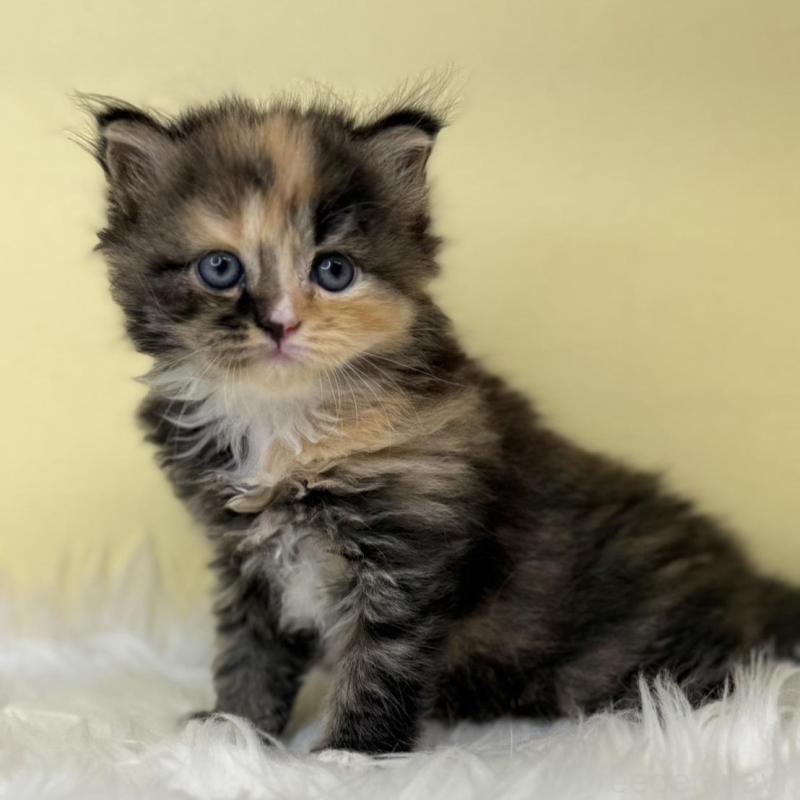 販売中の埼玉県のサイベリアン-138236