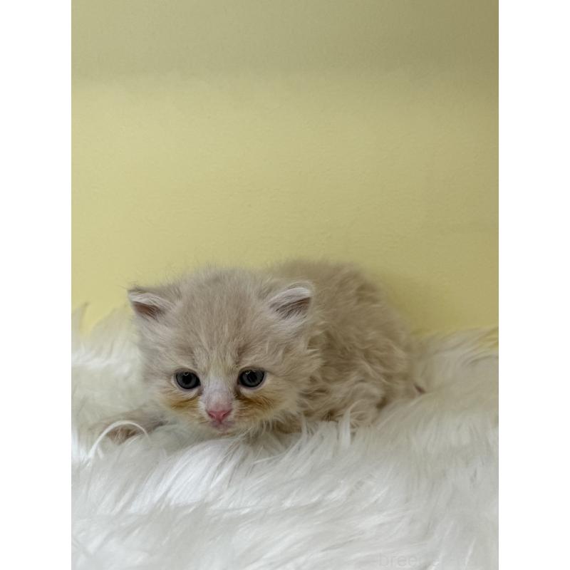 販売中の埼玉県のサイベリアン-138237の4枚目