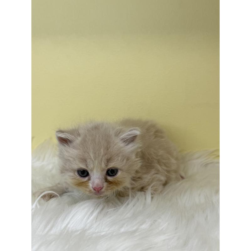 販売中の埼玉県のサイベリアン-138237の3枚目