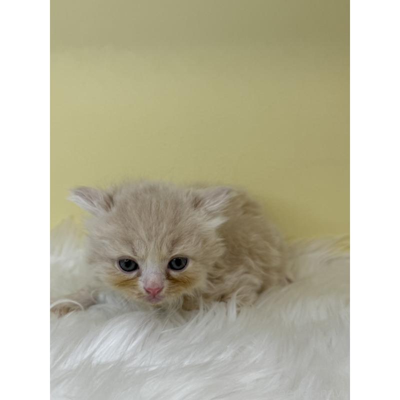 販売中の埼玉県のサイベリアン-138237の2枚目