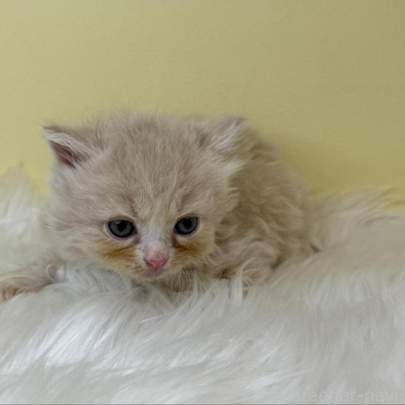 販売中の埼玉県のサイベリアン-138237