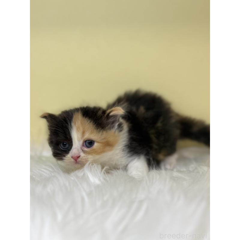 販売中の埼玉県のサイベリアン-138238の4枚目