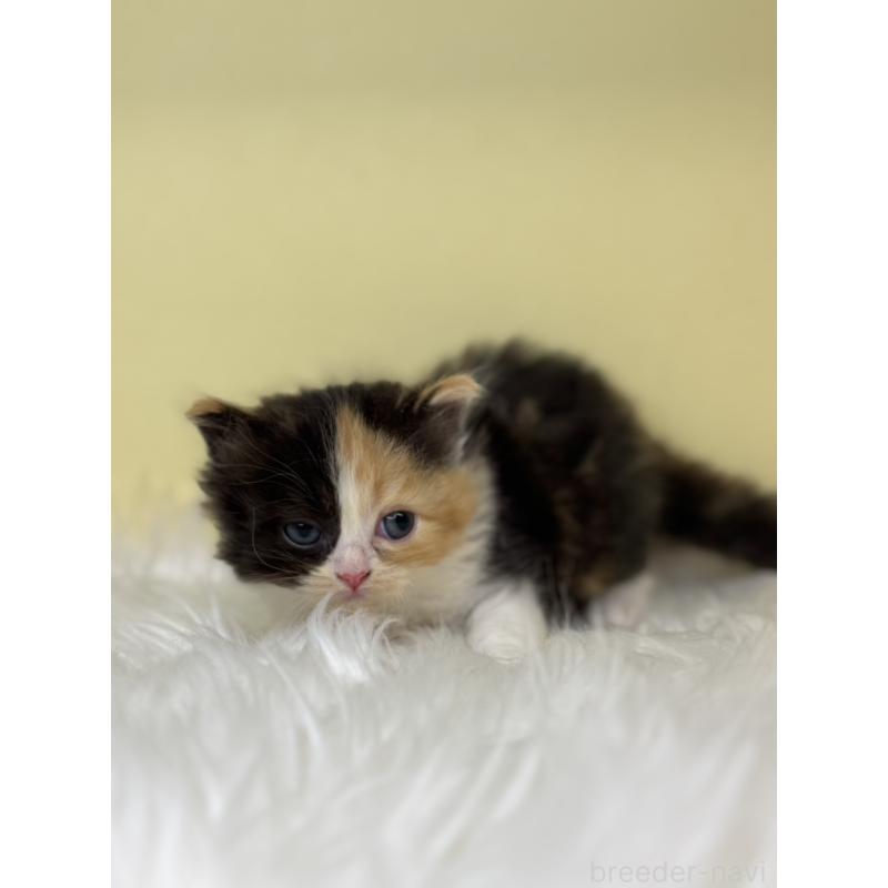 販売中の埼玉県のサイベリアン-138238の3枚目