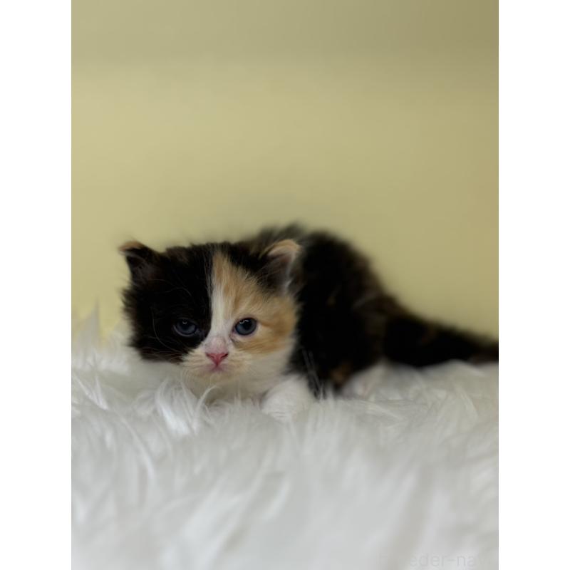 販売中の埼玉県のサイベリアン-138238の2枚目