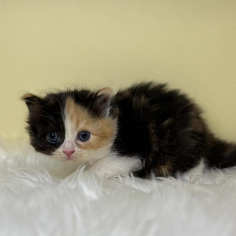 販売中の埼玉県のサイベリアン-138238