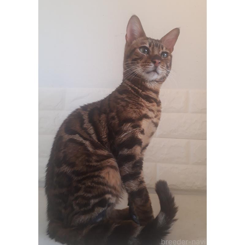 販売中の静岡県のベンガル-138291の2枚目