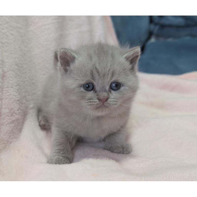 販売中の大阪府のブリティッシュショートヘア-138292の5枚目