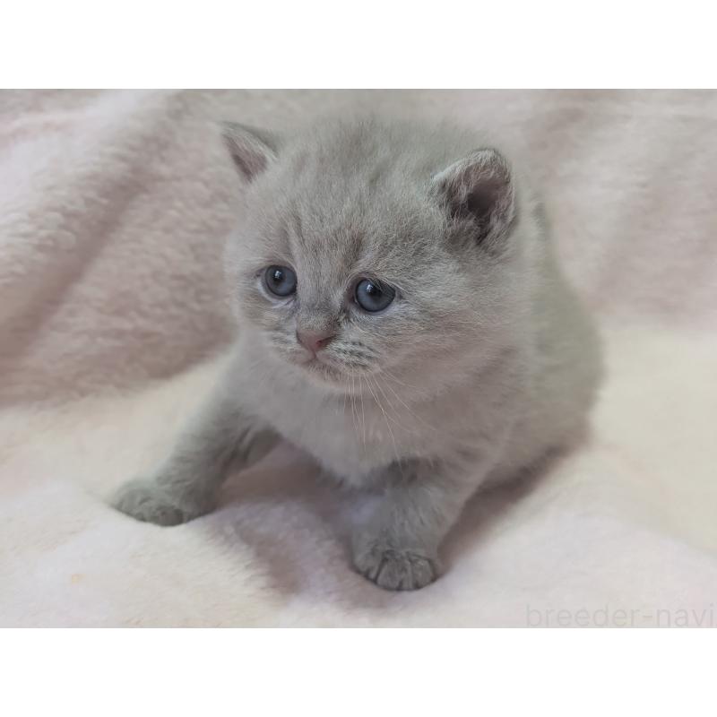 販売中の大阪府のブリティッシュショートヘア-138292の4枚目