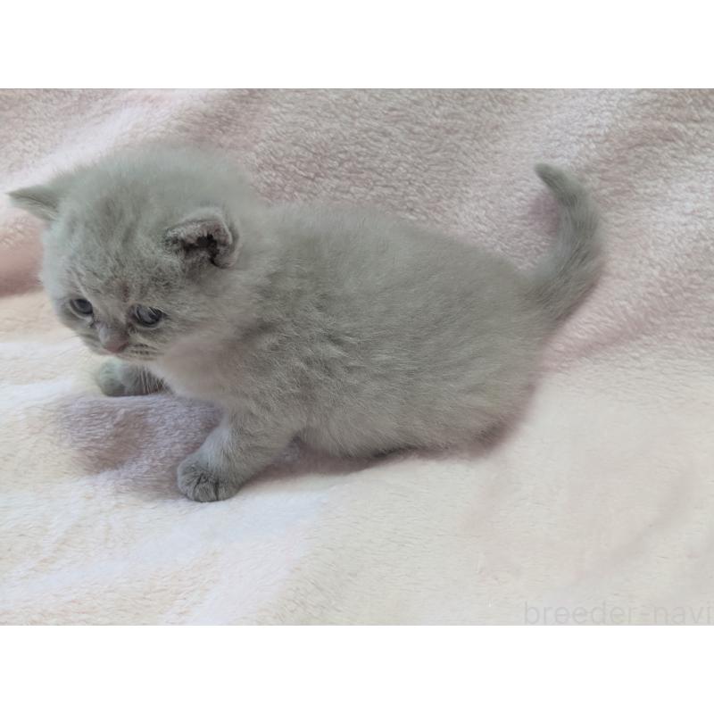 販売中の大阪府のブリティッシュショートヘア-138292の3枚目