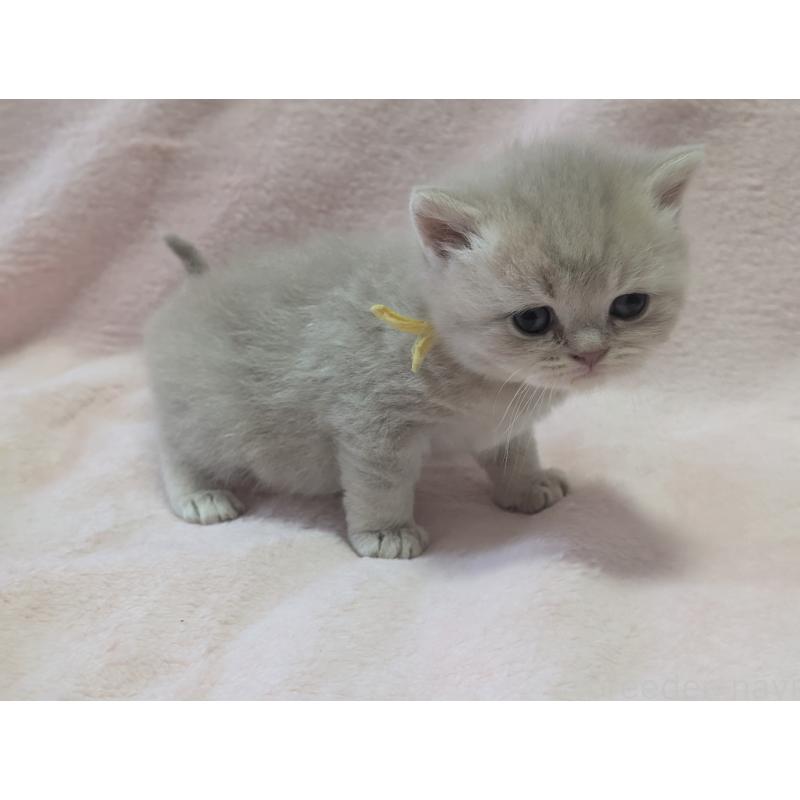 販売中の大阪府のブリティッシュショートヘア-138293の3枚目