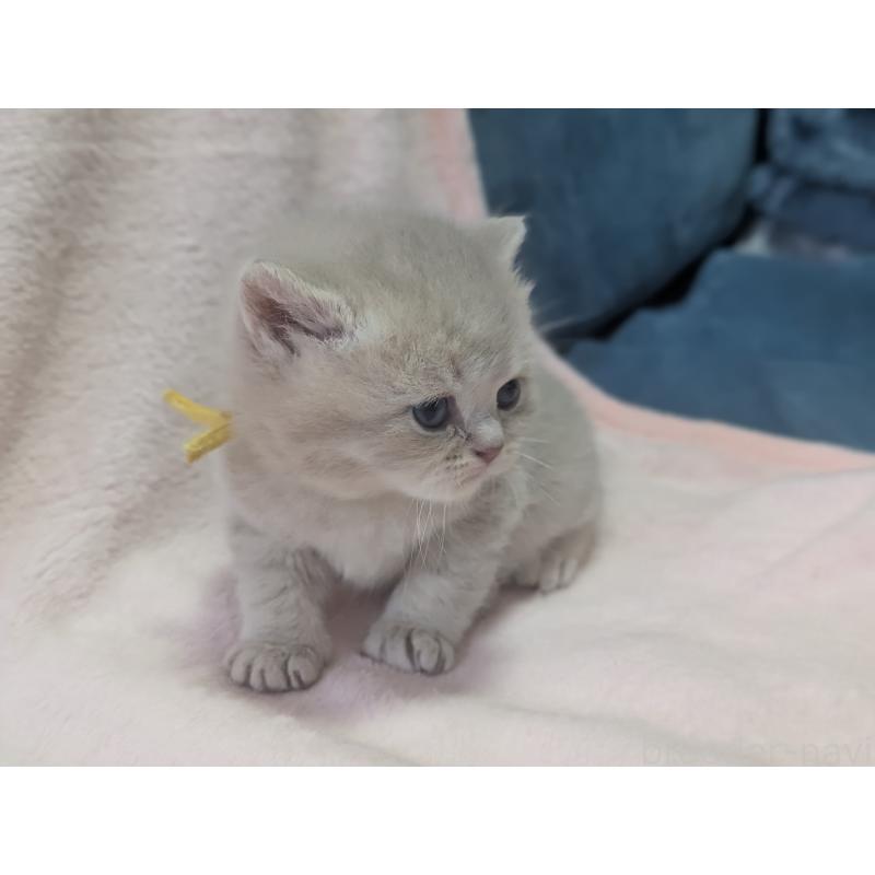 販売中の大阪府のブリティッシュショートヘア-138293の2枚目