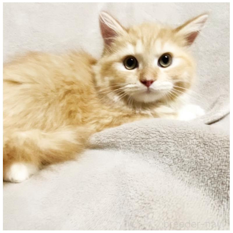 販売中の埼玉県のミックス-138294の1枚目