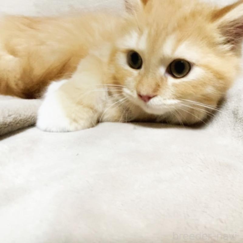 販売中の埼玉県のミックス-138294の7枚目